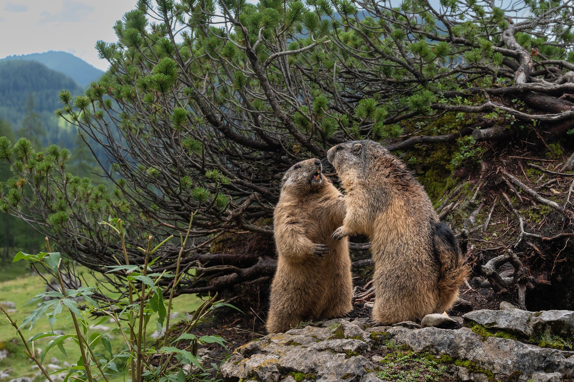 Bachalm - Vechtende alpenmarmotten  Stefan Cruysberghs